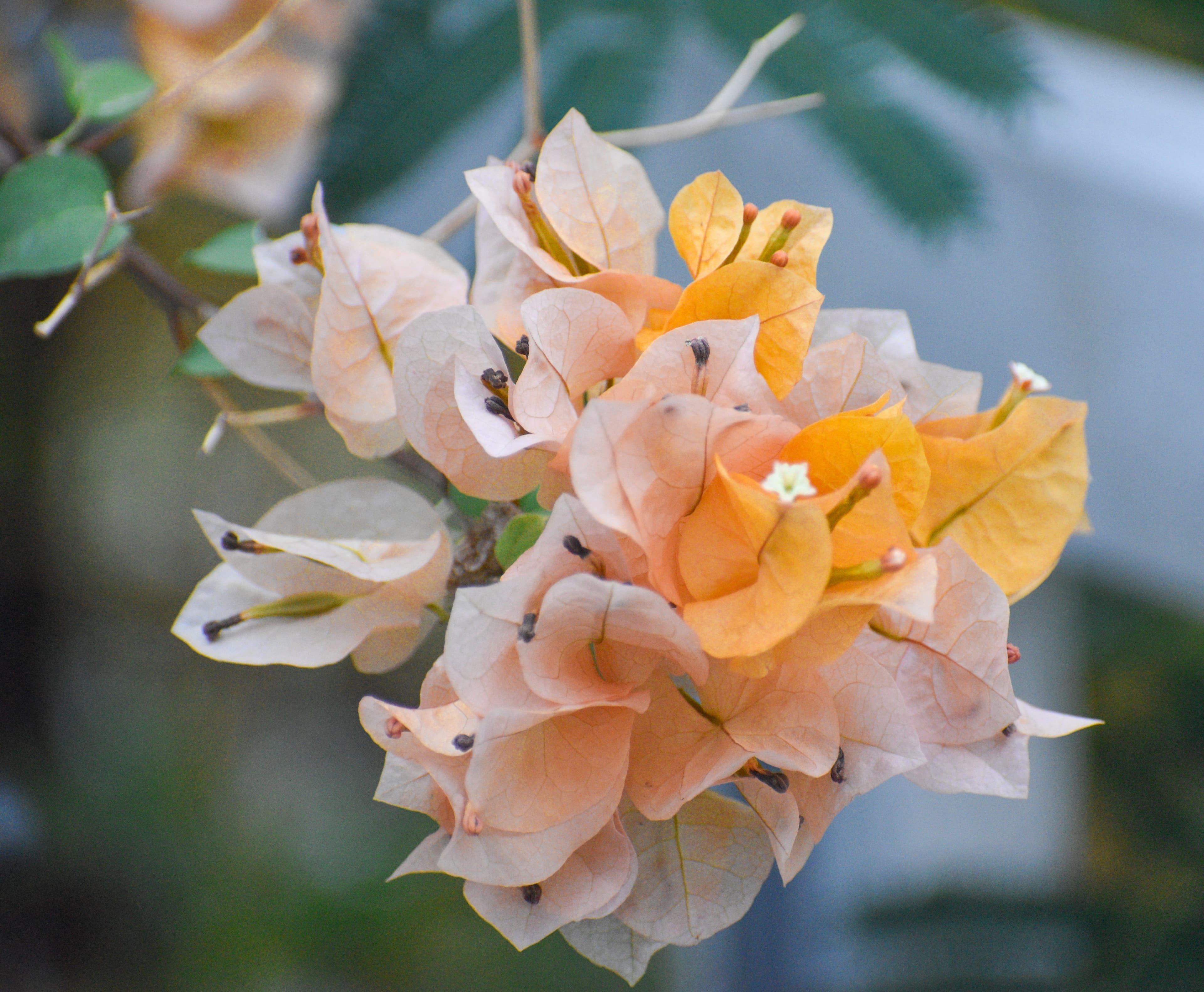 Bugambilias - Flora de Prado